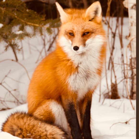 🦊Meet your Posher BETH STARR🦊!! - Picture 3 of 6